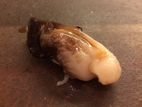 Моллюск торигаи (Torigai)